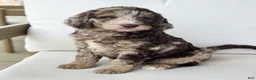 Mini Goldendoodle dogs for sale: Truffle - Ad 2