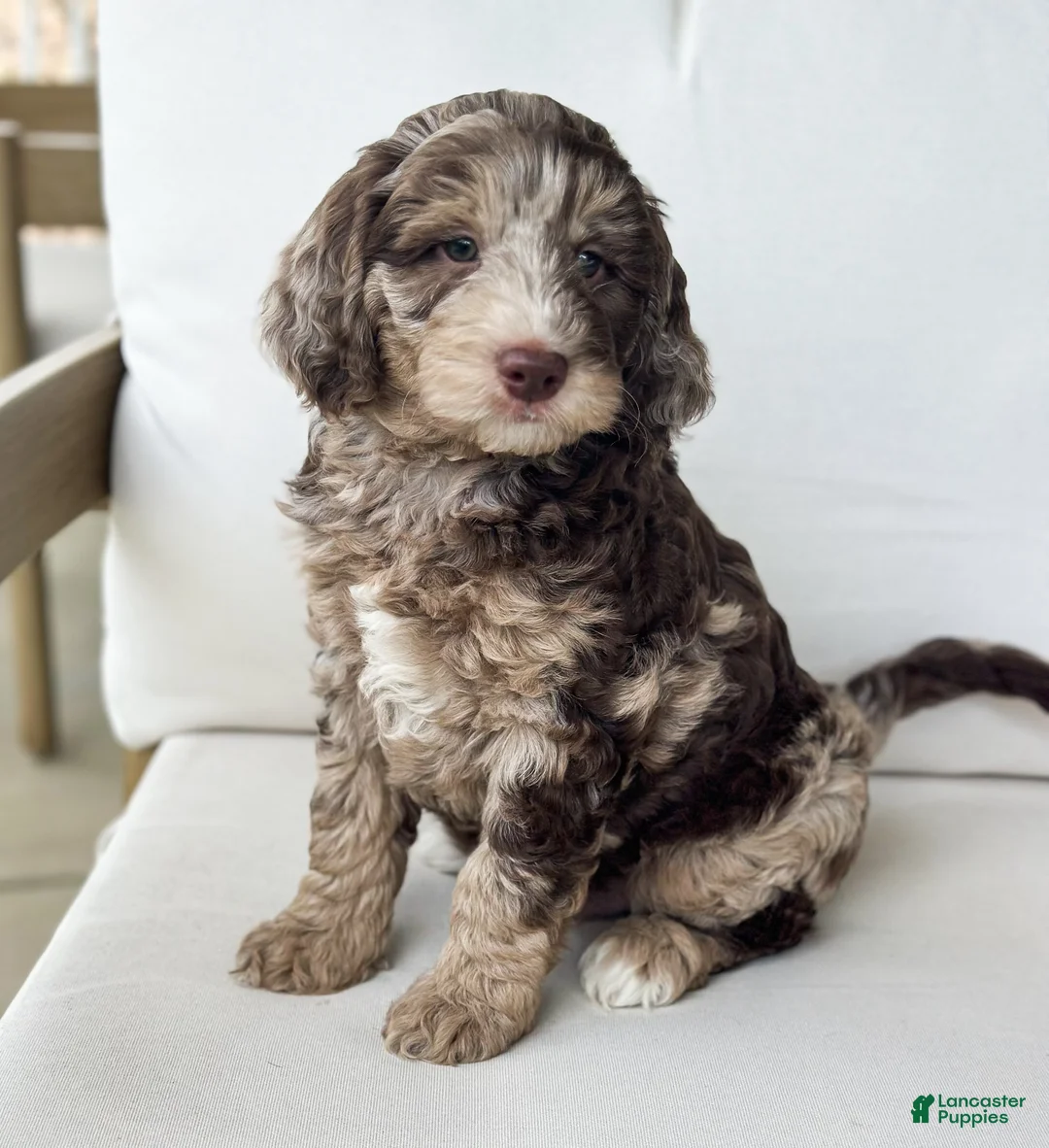 Mini Goldendoodle dogs for sale: Truffle - Ad 2
