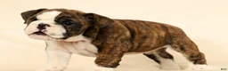 English Bulldog dogs for sale: Clover - Ad 8