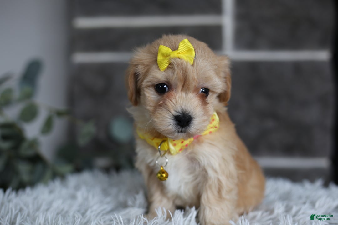 Maltipoo dogs for sale: Goldie  - Ad 5