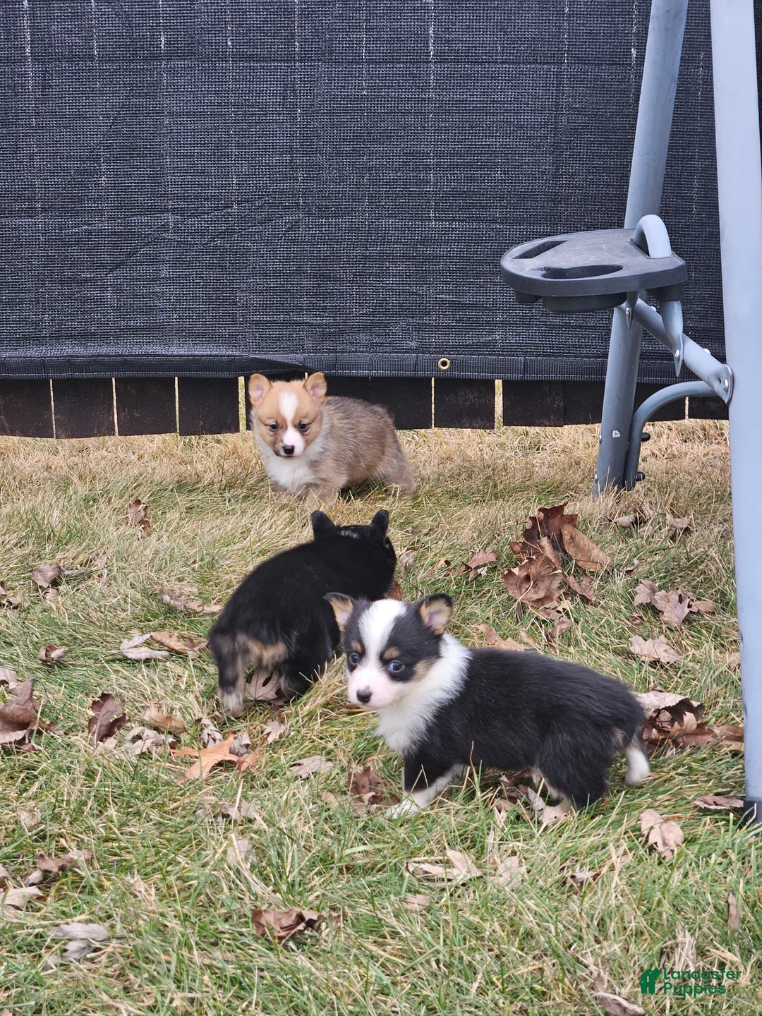 Mixed Breed dogs for sale: Rooster - Ad 9