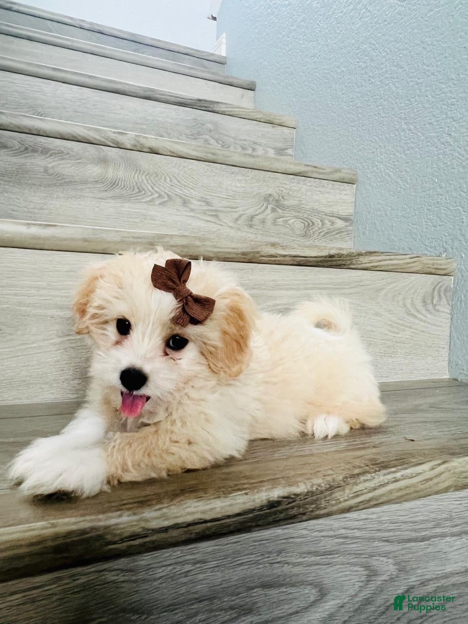 Maltipom dogs for sale: Maltipom 1 - Ad 2