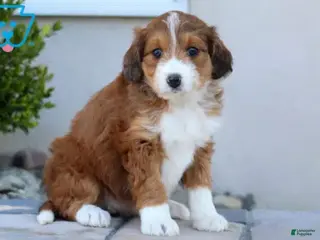 Aussiedoodle dogs Stella - Ad 12