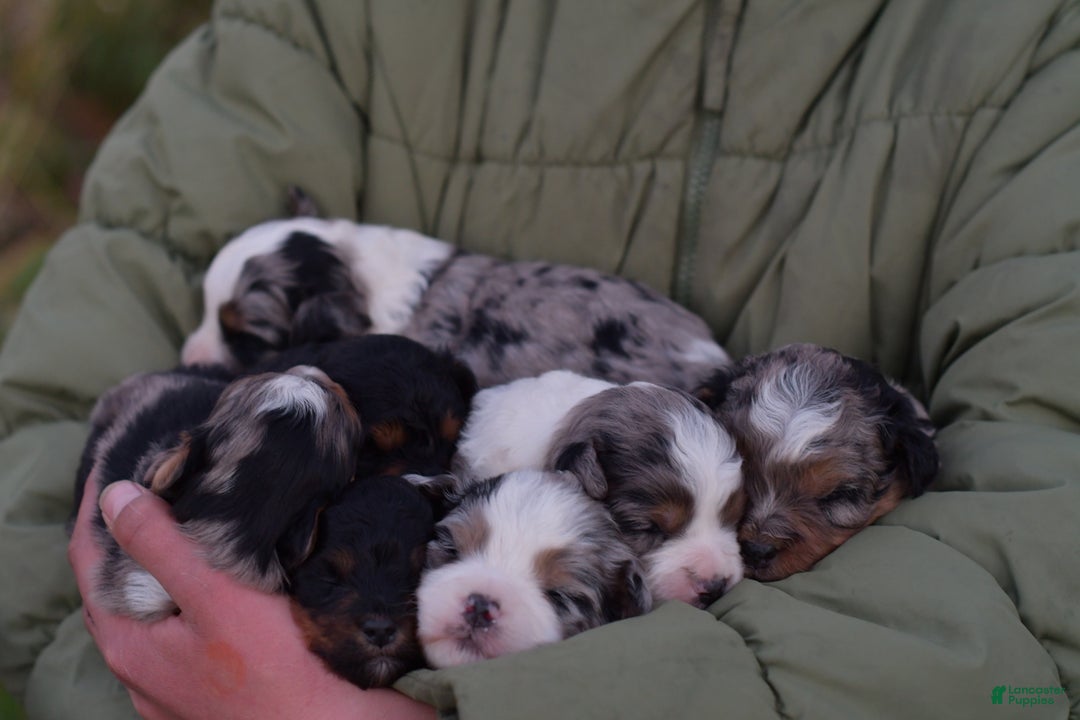 Mini Aussiedoodle dogs for sale: Goose - Ad 2
