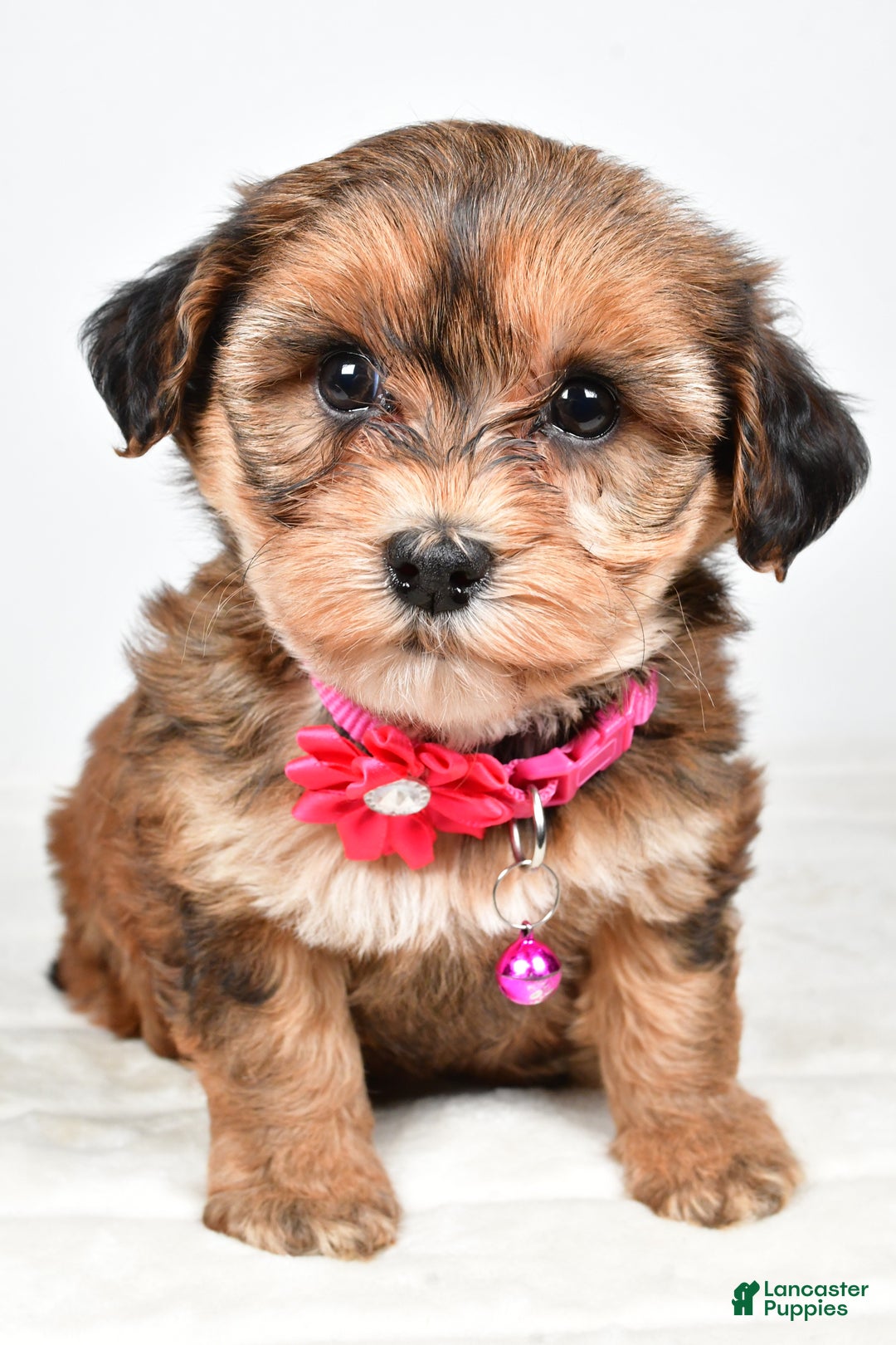 Yorkiepoo dogs for sale: Tinsley - Ad 4
