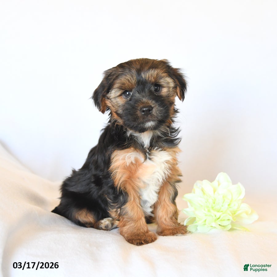 Yorkshire Terrier dogs Jojo - Ad 1