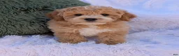 Bichpoo dogs for sale: Jett - Ad 2