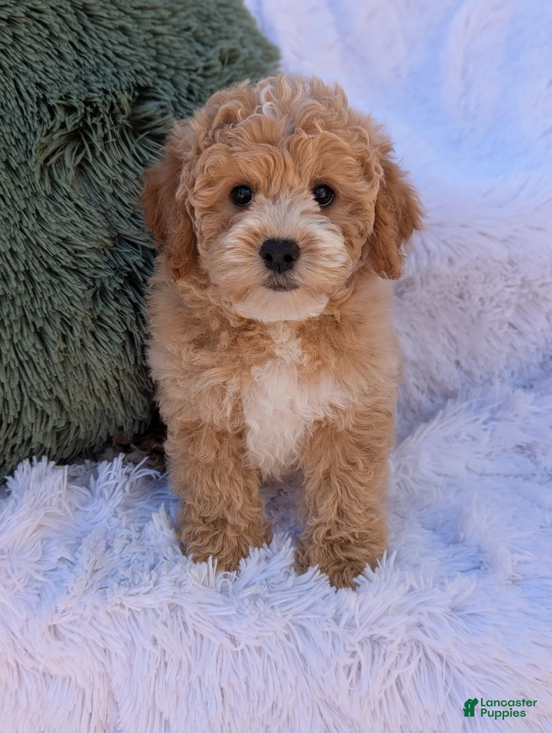 Bichpoo dogs for sale: Jett - Ad 2