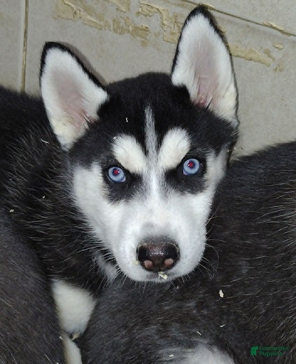 Siberian Husky dogs Rarity - Ad 1