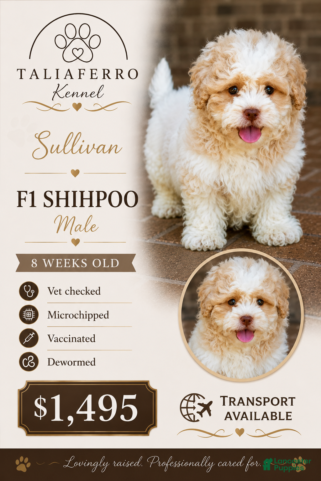 Shihpoo dogs Sullivan - Ad 1