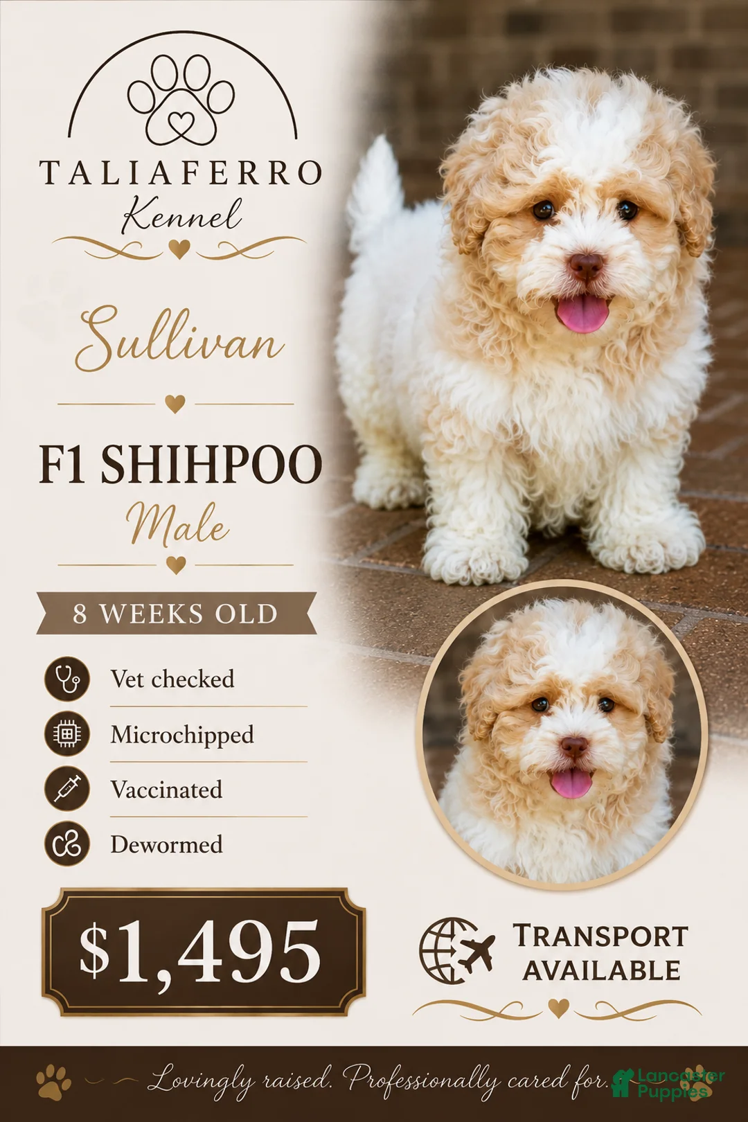 Shihpoo dogs for sale: Sullivan - Ad 1