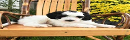 Mini Bernedoodle dogs for sale: Bandit - Ad 5