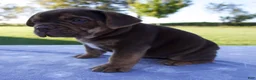 Beabull dogs for sale: Autumn - Ad 3