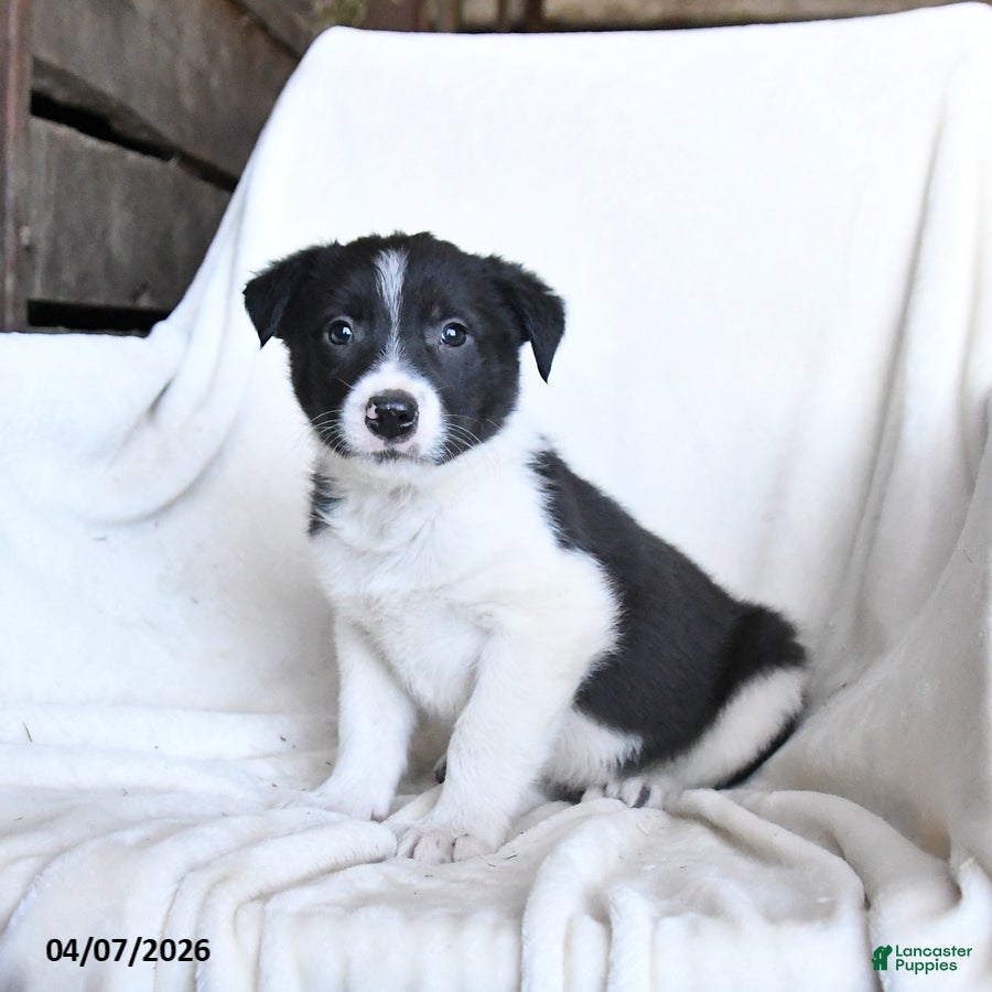 Border Collie dogs Flash - Ad 2