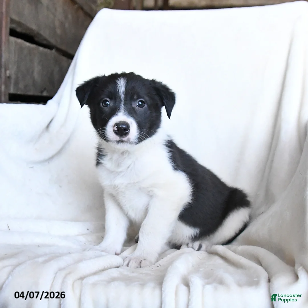 Border Collie dogs for sale: Flash - Ad 2