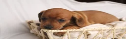 Dachshund dogs for sale: Sugar - Ad 12