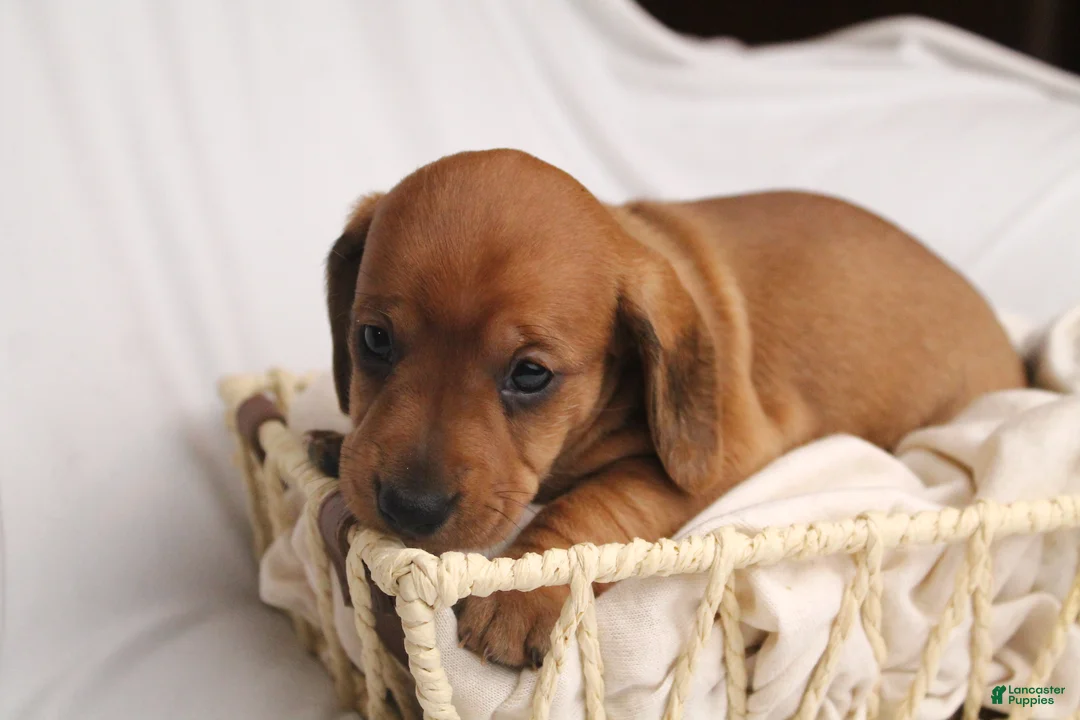 Dachshund dogs for sale: Sugar - Ad 12