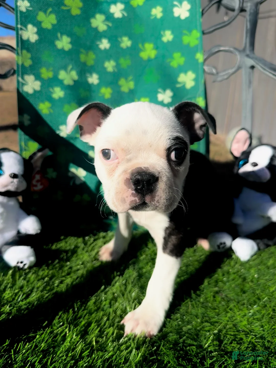 Boston Terrier dogs for sale: Boston Terrier Puppy 3 - Ad 1