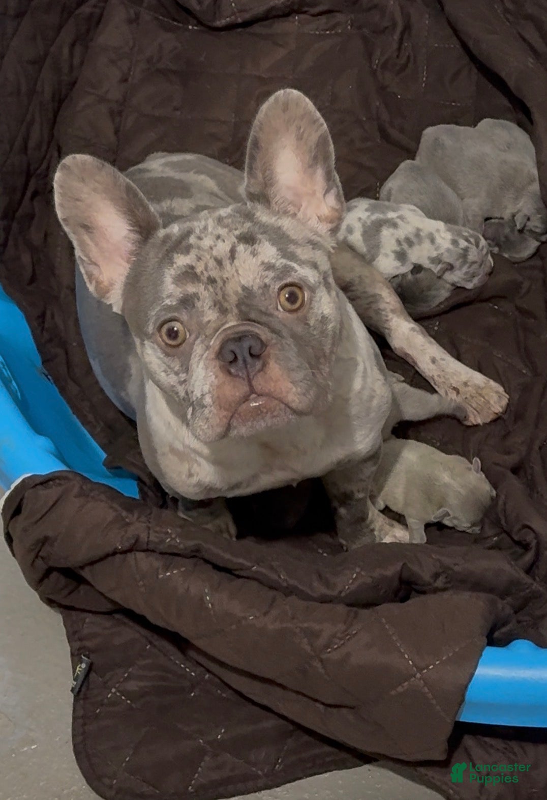 French Bulldog dogs French Bulldog Puppy 5 - Ad 2