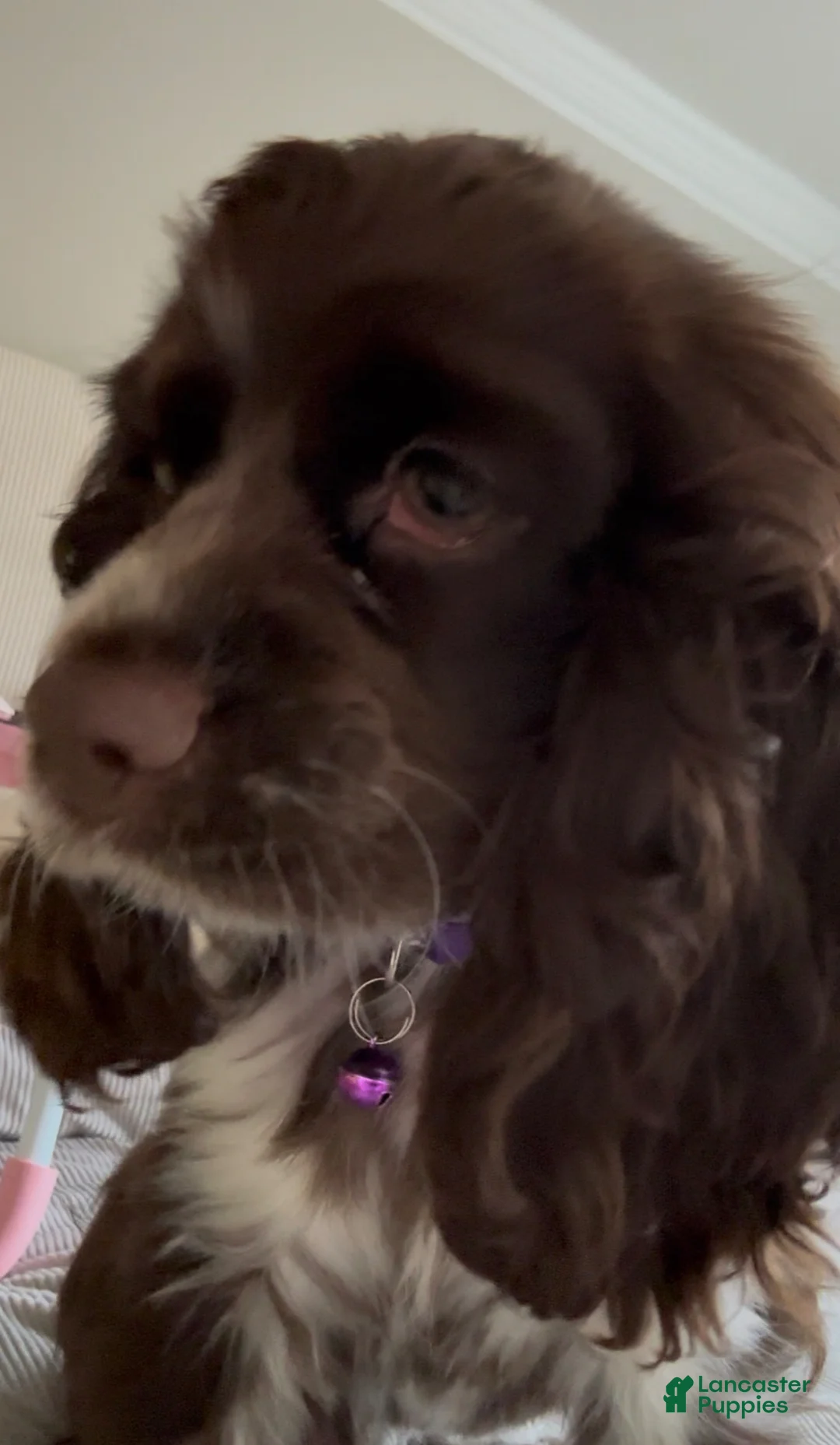 English Cocker Spaniel dogs for sale: English Cocker Spaniel Puppy - Coco 🐾 - Ad 1