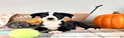 Border Collie dogs for sale: Oakley - Ad 3