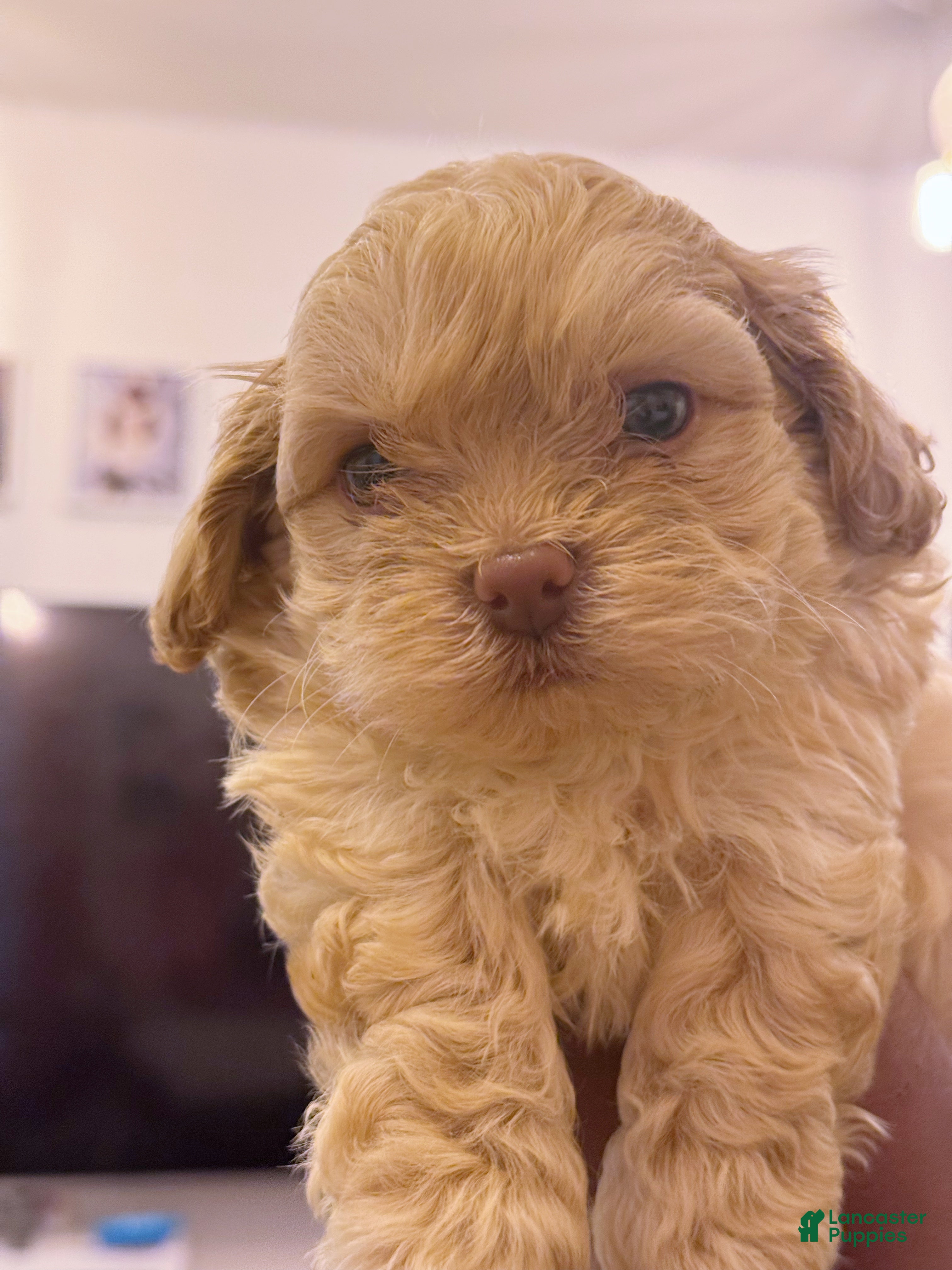 Shihpoo dogs M’baku  - Ad 33