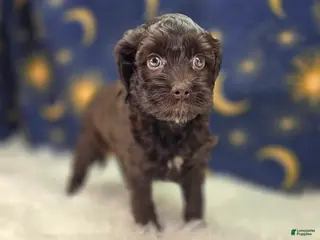 Cockapoo dogs Truffle - Ad 23