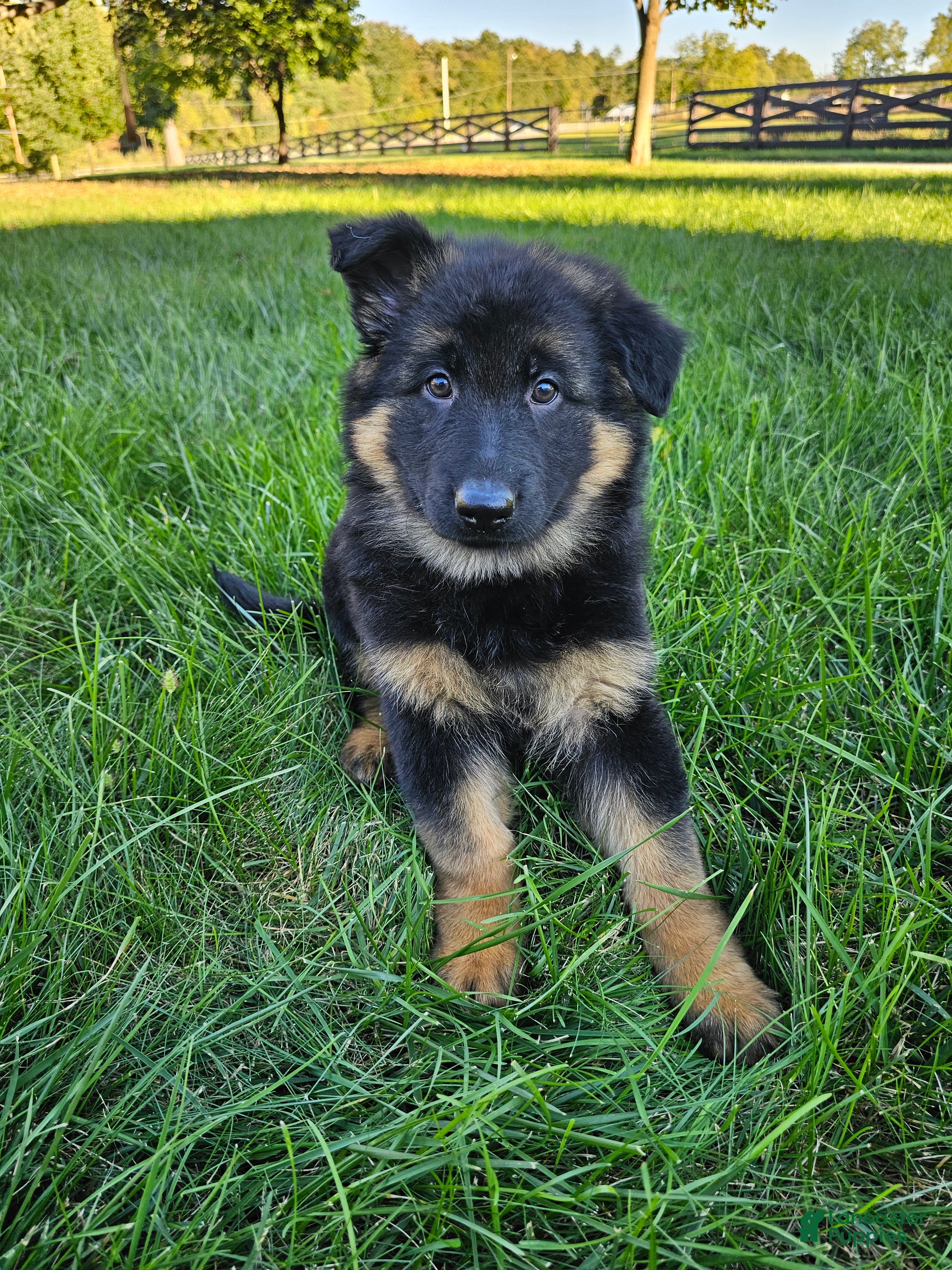 German Shepherd dogs Remi - Ad 1