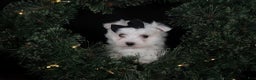 Maltese dogs for sale: ARCHIE - Ad 15