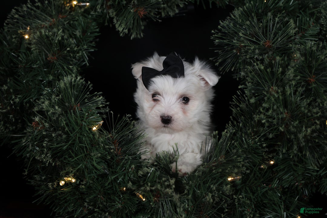 Maltese dogs for sale: ARCHIE - Ad 15