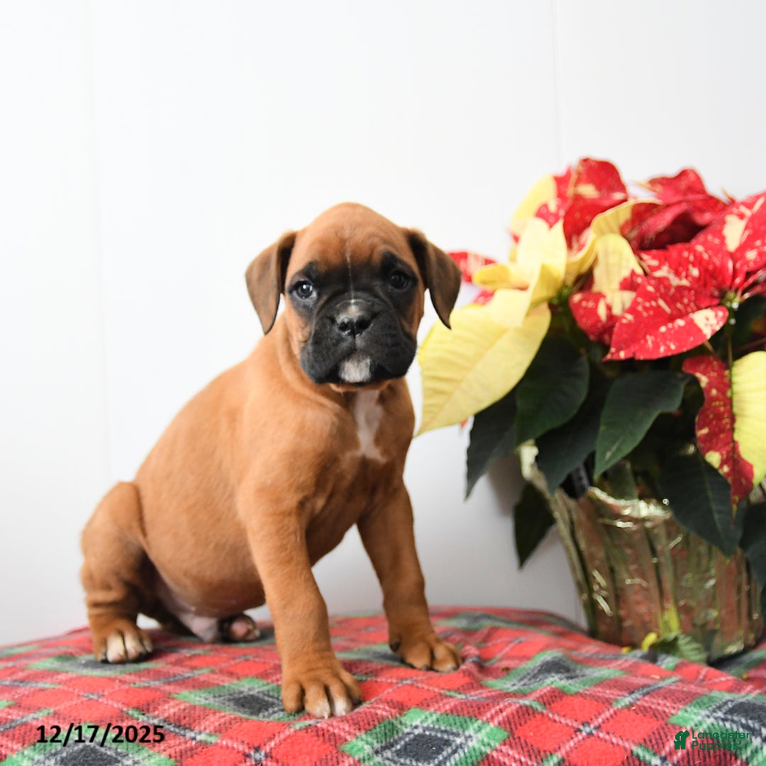 Boxer dogs for sale: Bumble - Ad 1