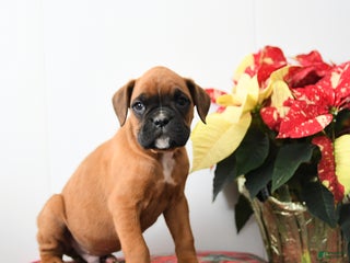 Boxer dogs Bumble - Ad 22