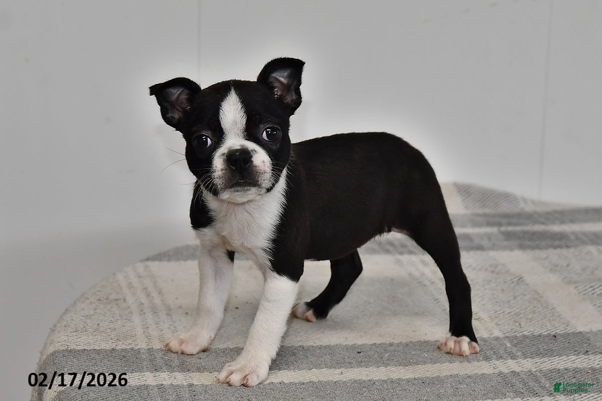 Boston Terrier dogs Olivia - Ad 1