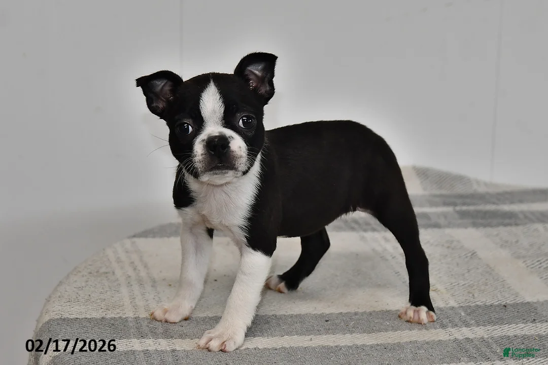 Boston Terrier dogs for sale: Olivia - Ad 1