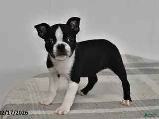 Boston Terrier dogs for sale: Olivia - Ad 2