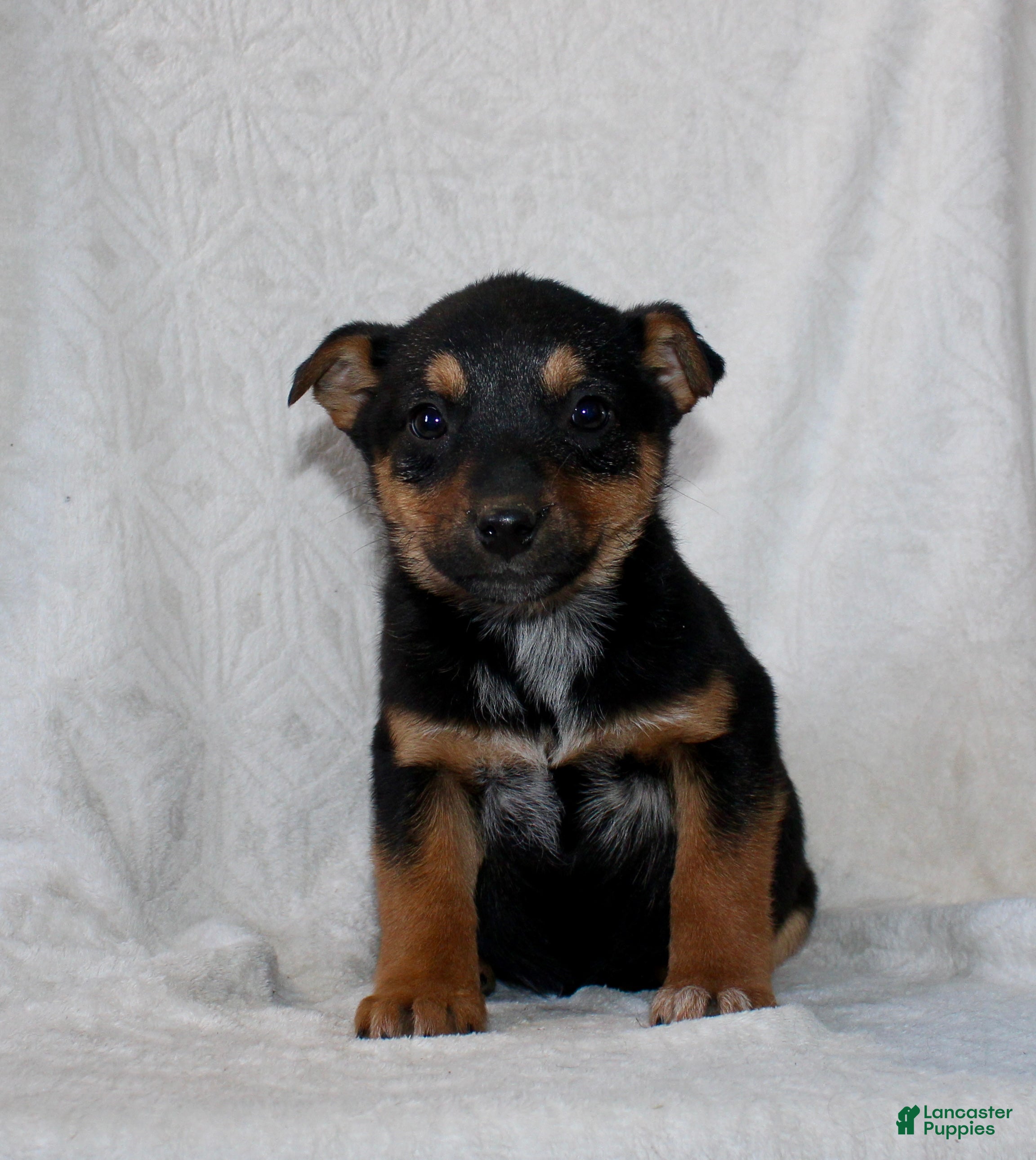 Mixed Breed dogs Sally - Ad 2