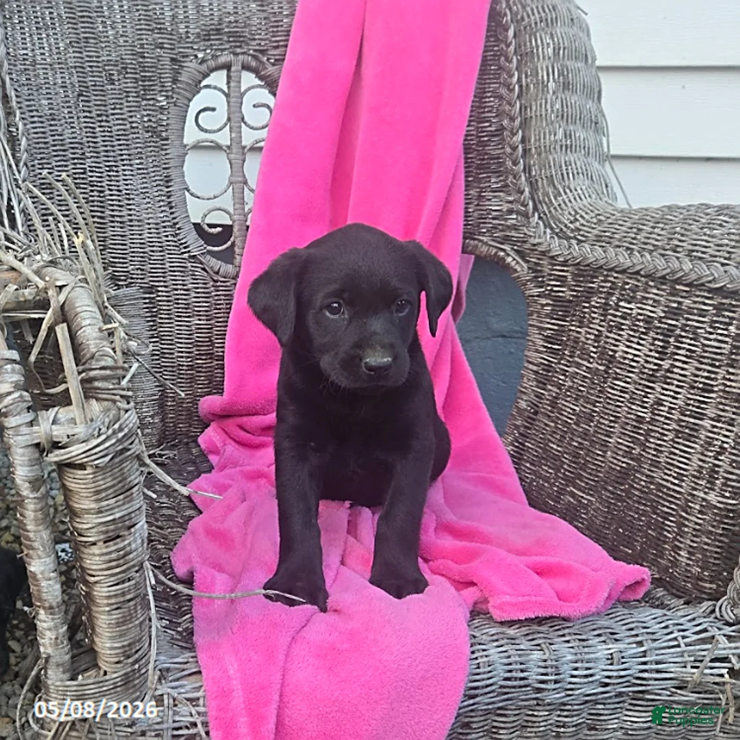 Labrador Retriever dogs for sale: Misty - Ad 1