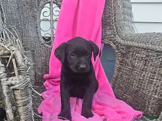 Labrador Retriever dogs Misty - Ad 38