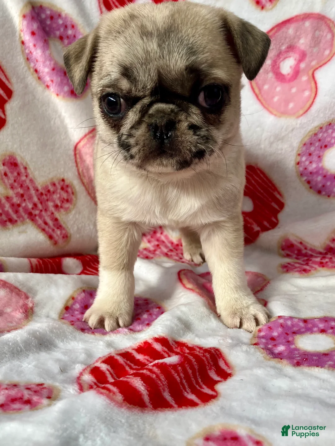 Pug dogs for sale: Sky - Ad 5