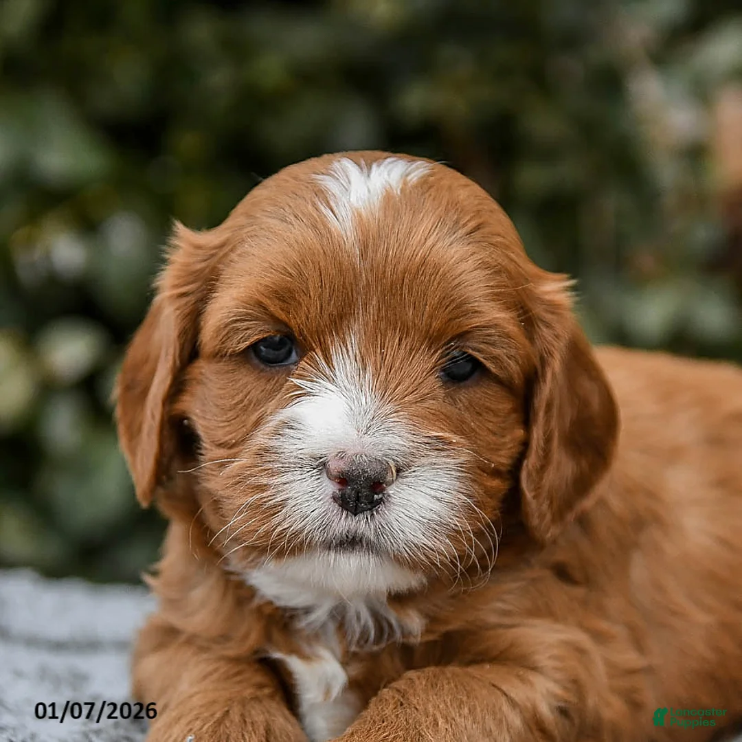 Cavapoo dogs for sale: Monty - Ad 5