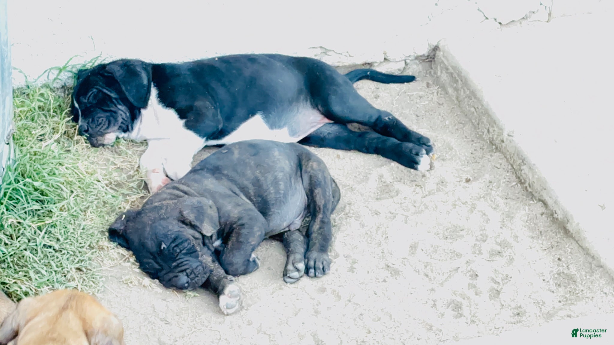 Cane Corso dogs Cane Corso Puppy 4 - Ad 4