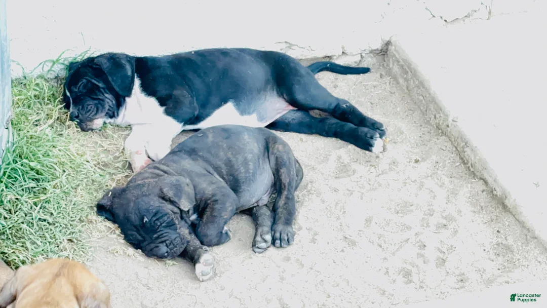 Cane Corso dogs for sale: Cane Corso Puppy 4 - Ad 1