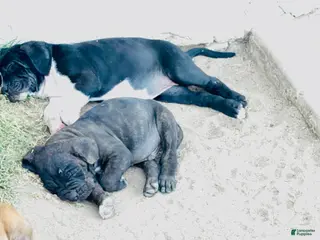 Cane Corso dogs Cane Corso Puppy 4 - Ad 5