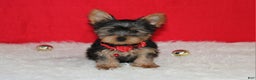 Yorkshire Terrier dogs for sale: Dannie - Ad 10