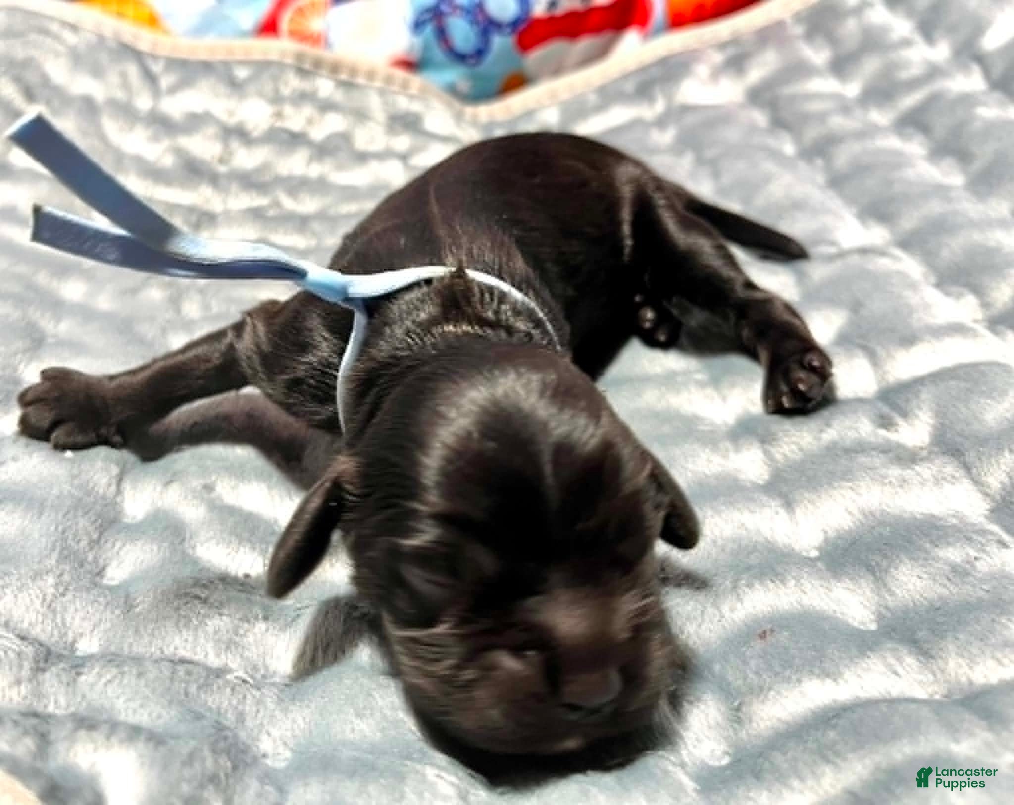 Cocker Spaniel dogs Cocker Spaniel 5 Noir - Ad 19