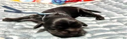 Cocker Spaniel dogs for sale: Cocker Spaniel 5 Noir - Ad 1