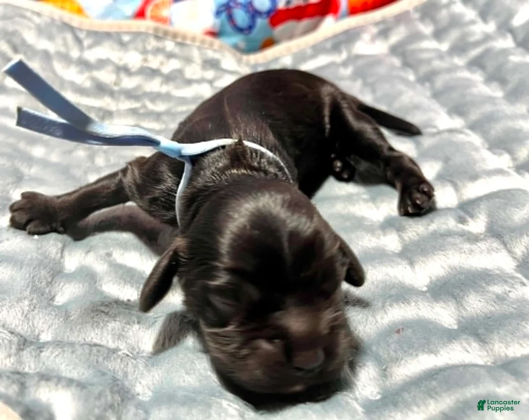 Cocker Spaniel dogs for sale: Cocker Spaniel 5 Noir - Ad 1