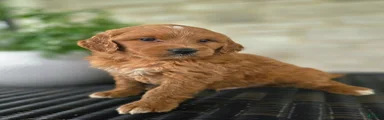 Mini Goldendoodle Puppy 3