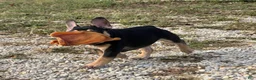 French Bulldog dogs for sale: Flynn  - Ad 4
