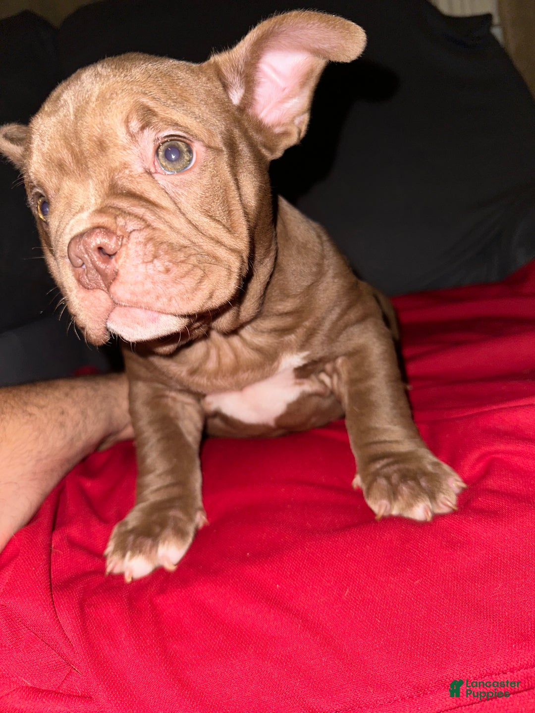 American Bully dogs for sale: Pepper - Ad 6